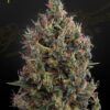 Big Bang Auto Green House Seeds