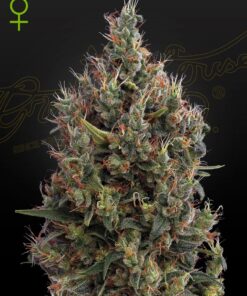 Big Bang Auto Green House Seeds