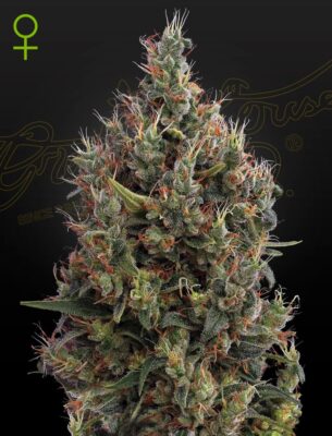 Big Bang Auto Green House Seeds