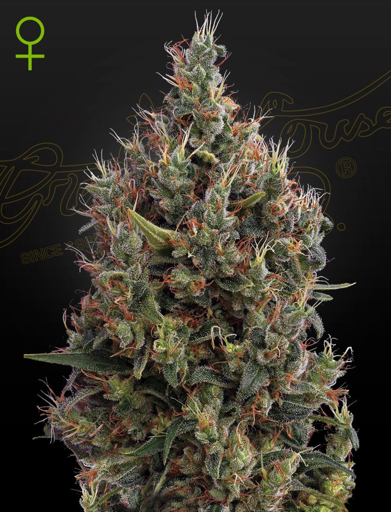Big Bang Auto Green House Seeds