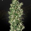 Big Tooth Green House Seeds