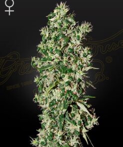 Big Tooth Green House Seeds
