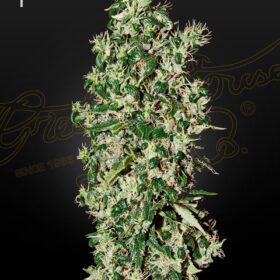 Big Tooth Green House Seeds