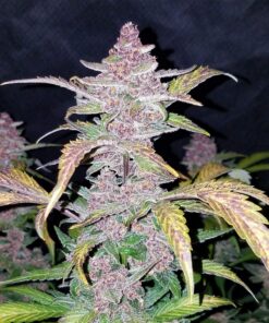 Blackberry Auto Fast Buds Seeds