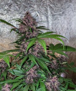 Blackberry Kush Auto Dutch Passion Seeds