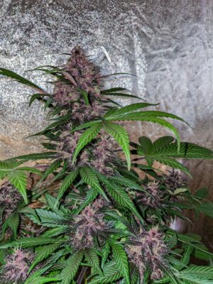 Blackberry Kush Auto Dutch Passion Seeds