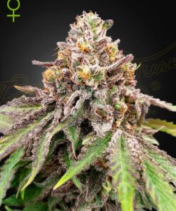 Blue Haze Gelato 41 Auto Green House Seeds