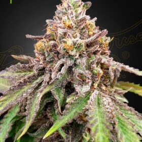 Blue Haze Gelato 41 Auto Green House Seeds