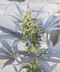 Blue Mazar Auto Dutch Passion Seeds