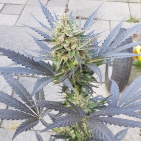Blue Mazar Auto Dutch Passion Seeds