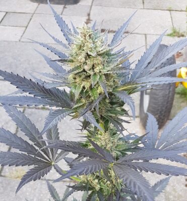 Blue Mazar Auto Dutch Passion Seeds