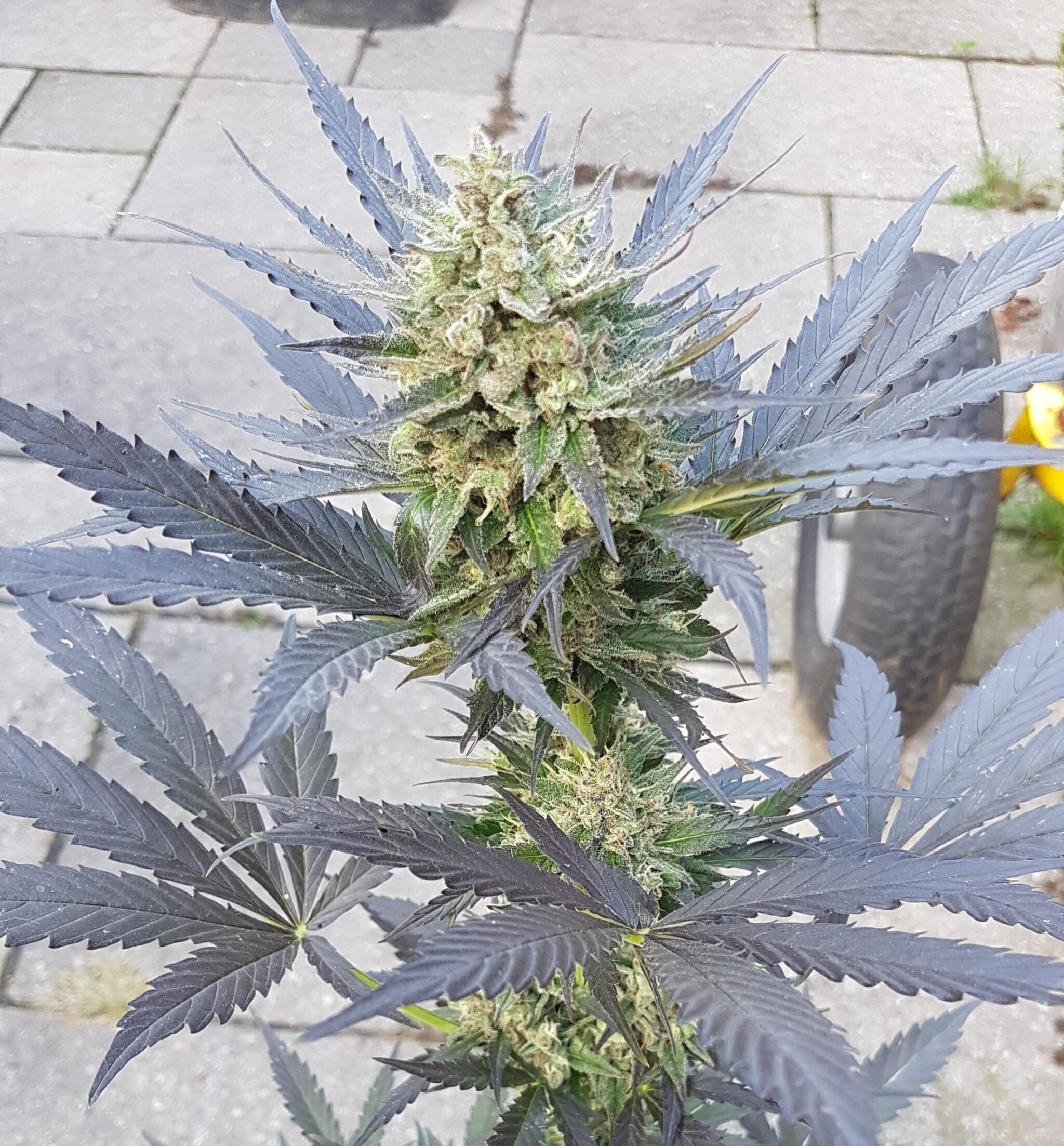 Blue Mazar Auto Dutch Passion Seeds