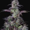 Blueberry Auto Fast Buds Seeds