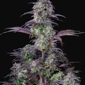 Blueberry Auto Fast Buds Seeds