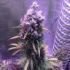 Blueberry Auto Dutch Passion Seeds