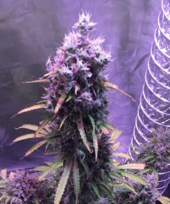 Blueberry Auto Dutch Passion Seeds