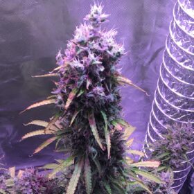 Blueberry Auto Dutch Passion Seeds
