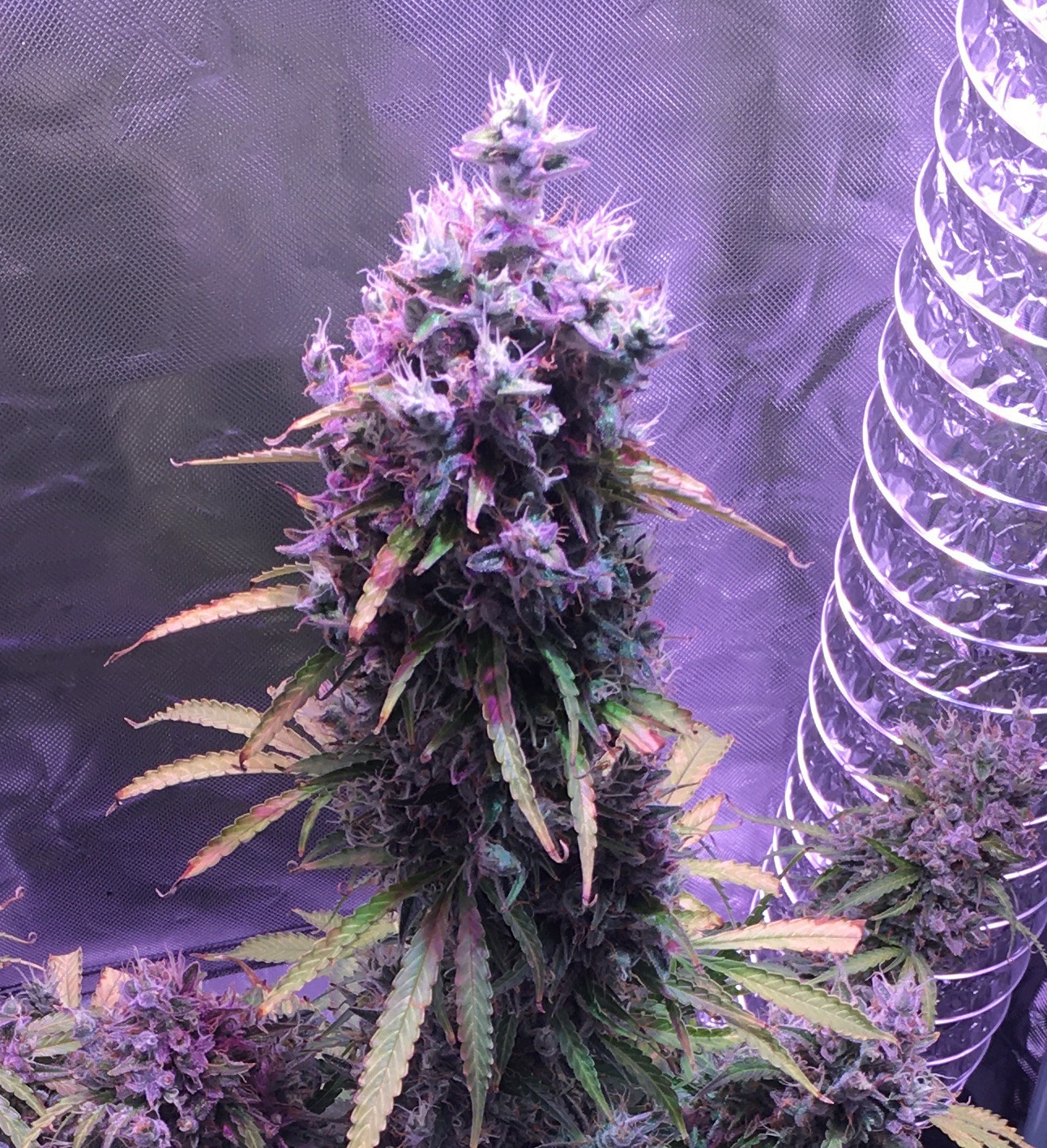 Blueberry Auto Dutch Passion Seeds