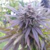 Blueberry Dutch Passion Seeds