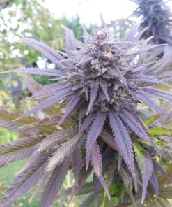 Blueberry Dutch Passion Seeds