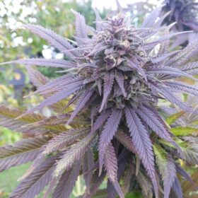 Blueberry Dutch Passion Seeds
