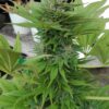 Brainstorm Dutch Passion Seeds