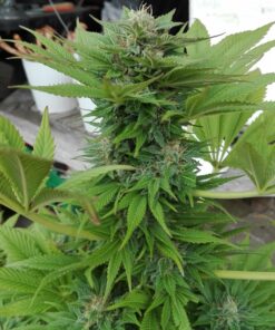 Brainstorm Dutch Passion Seeds