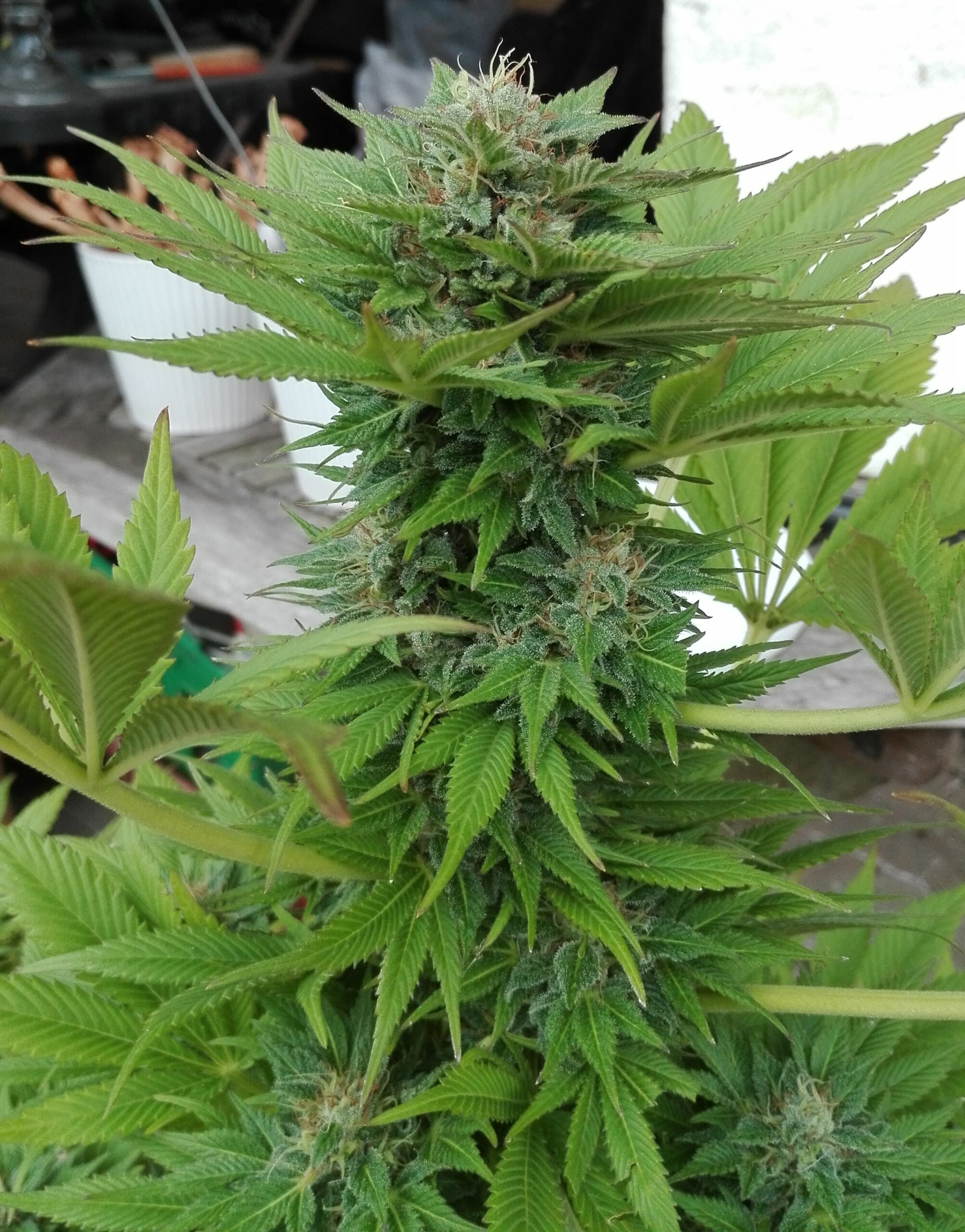 Brainstorm Dutch Passion Seeds