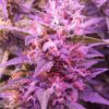 Brooklyn Sunrise Auto Dutch Passion Seeds