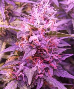 Brooklyn Sunrise Auto Dutch Passion Seeds