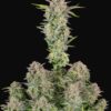 Bruce Banner Auto Fast Buds Seeds