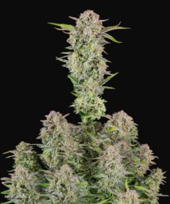 Bruce Banner Auto Fast Buds Seeds