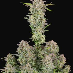 Bruce Banner Auto Fast Buds Seeds