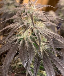 Bubba Island Kush Dutch Passion Seeds