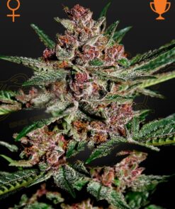 Bubba Kush Green House Seeds