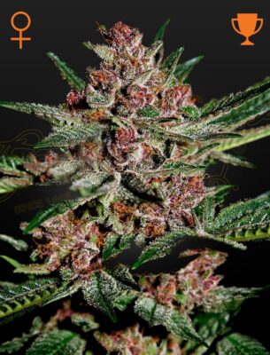 Bubba Kush Green House Seeds