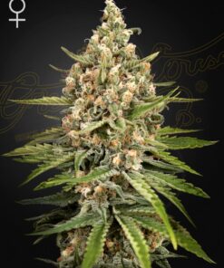 Bubba Slush Green House Seeds