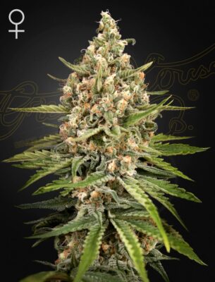 Bubba Slush Green House Seeds