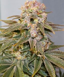 C-Vibez Dutch Passion Seeds