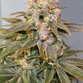 C-Vibez Dutch Passion Seeds