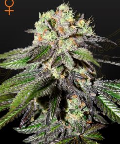Caboose Green House Seeds