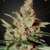 Chemdog Green House Seeds