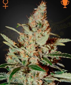Chemdog Green House Seeds