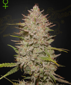 Chemical Candy Auto Green House Seeds
