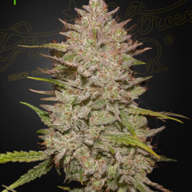 Chemical Candy Auto Green House Seeds