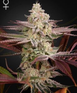 Chemical Bride Green House Seeds