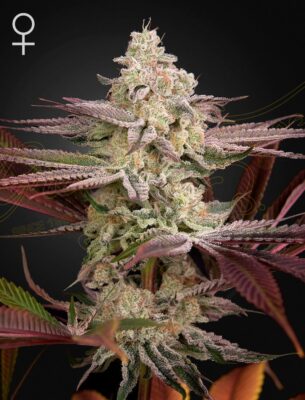 Chemical Bride Green House Seeds