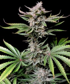 Cherry Cola Auto Fast Buds Seeds