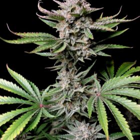Cherry Cola Auto Fast Buds Seeds