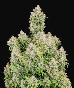 Cinderella Auto Fast Buds Seeds